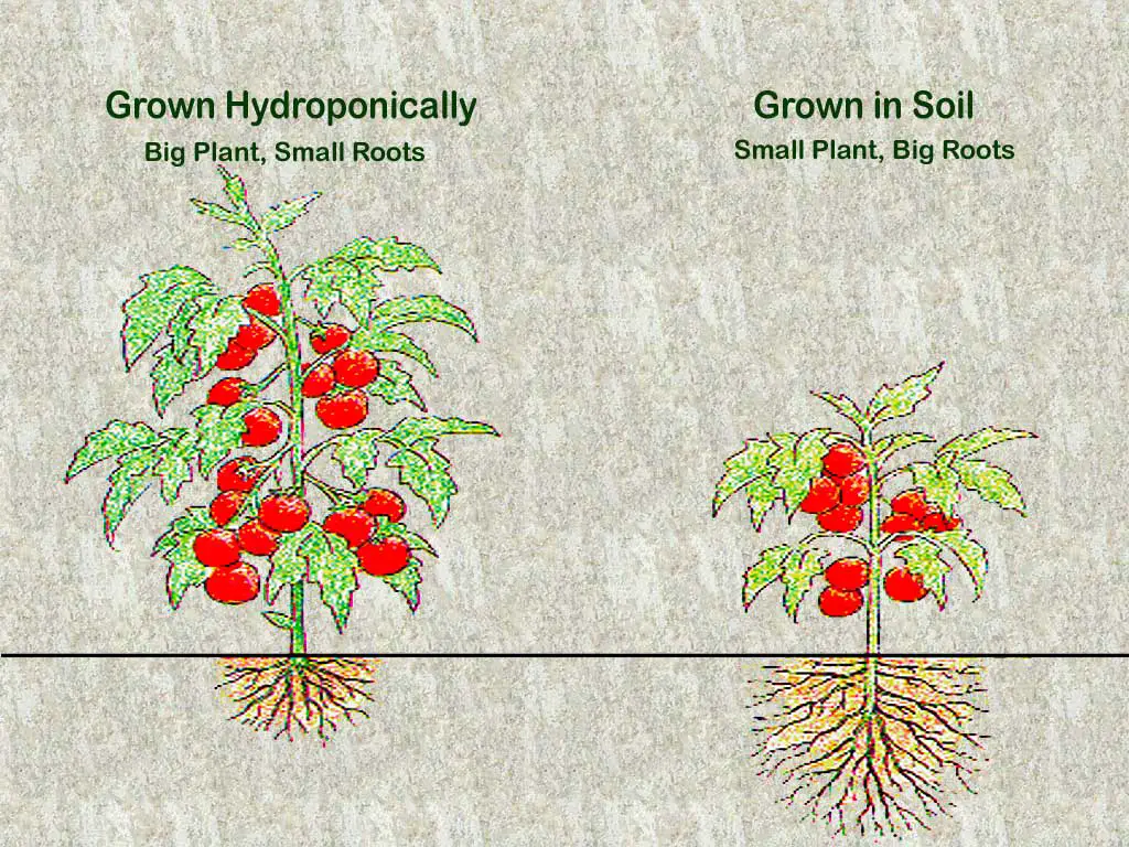 Is Hydroponics Better Than Soil: Uncover the Surprising Benefits