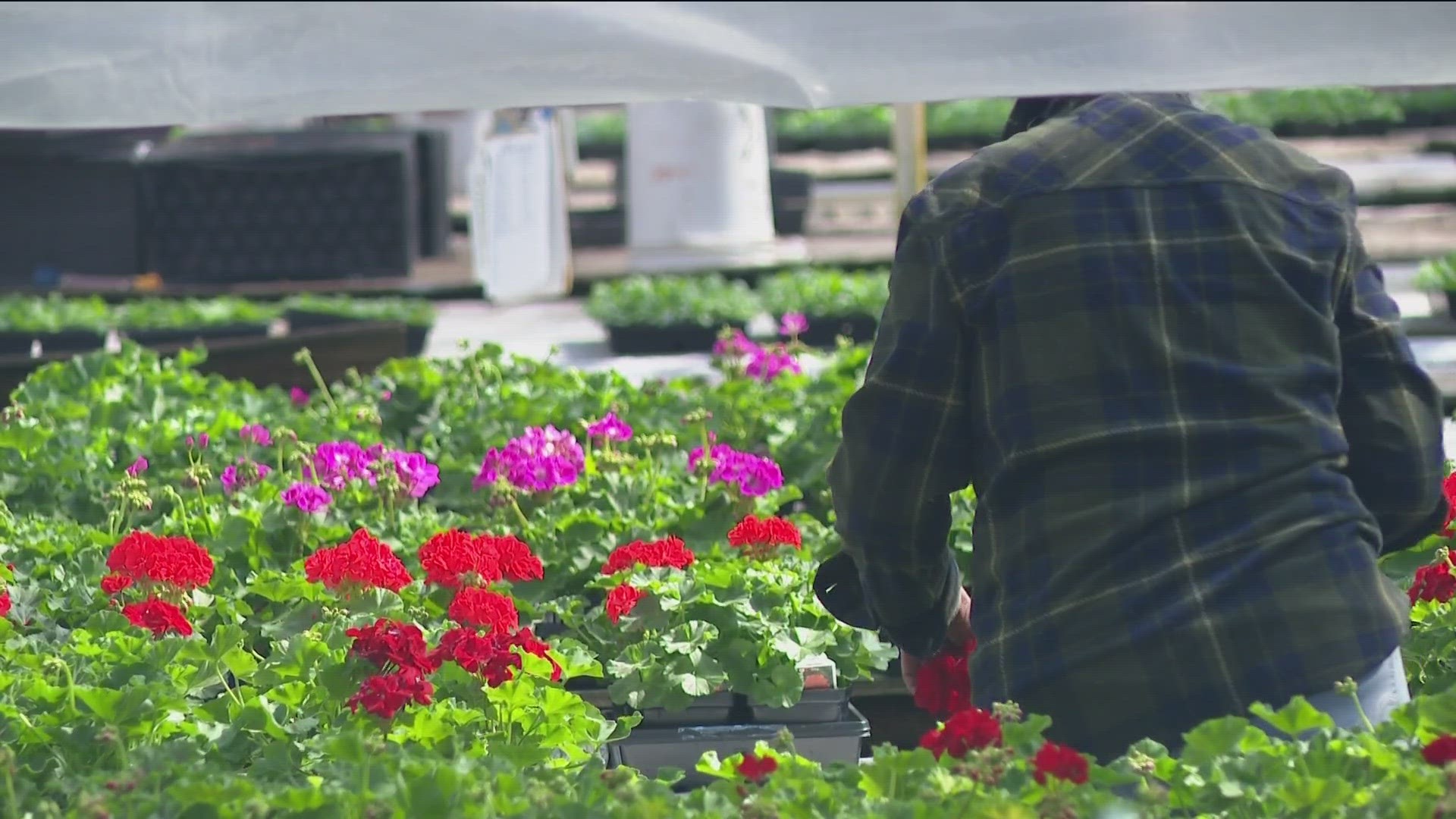 Is It Safe to Plant Flowers Outside Now