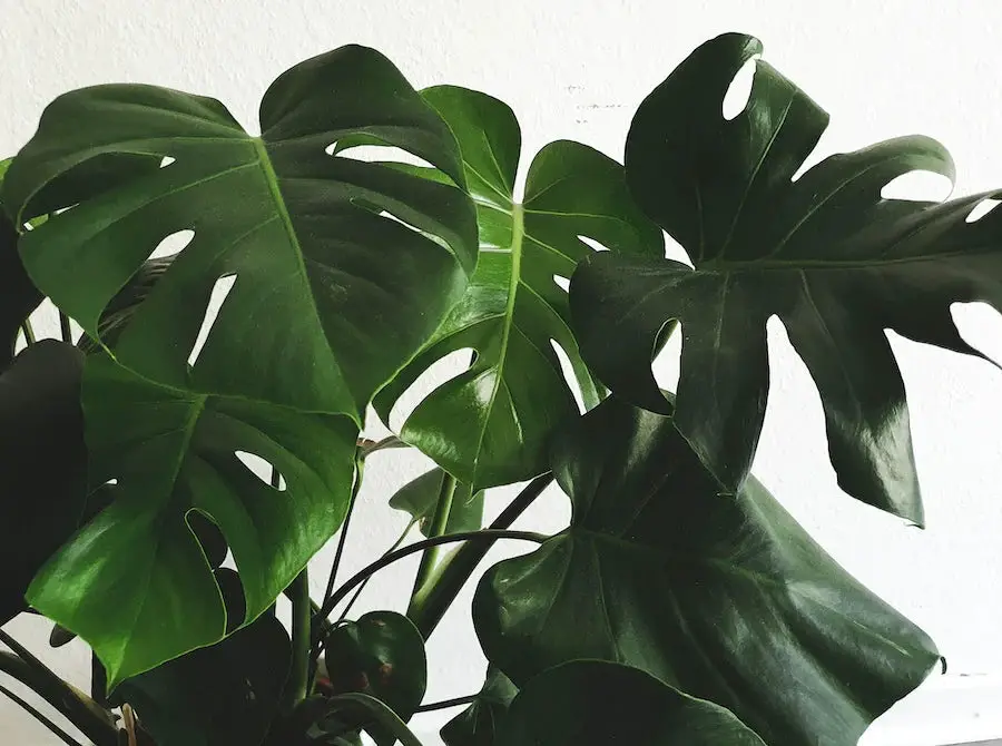 Is Monstera Air Purifying Plant: Boost Indoor Air Quality Today