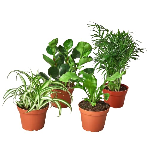 Large House Plants Safe for Cats