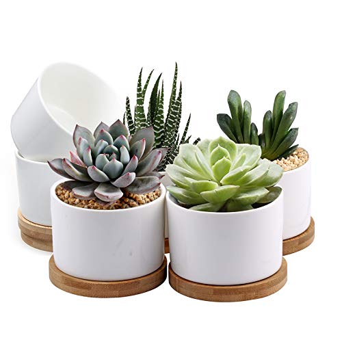 Small Plant Pots for Succulents: Perfect Ceramic Planters with Bamboo Trays