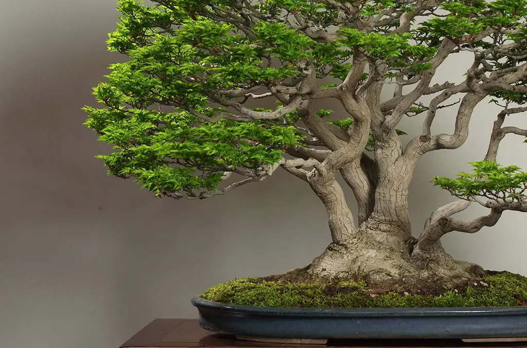 What Happens If You Let a Bonsai Tree Grow