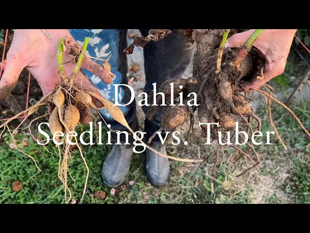 What is the Difference between Dahlia Seeds And Bulbs: A Gardener’s Guide