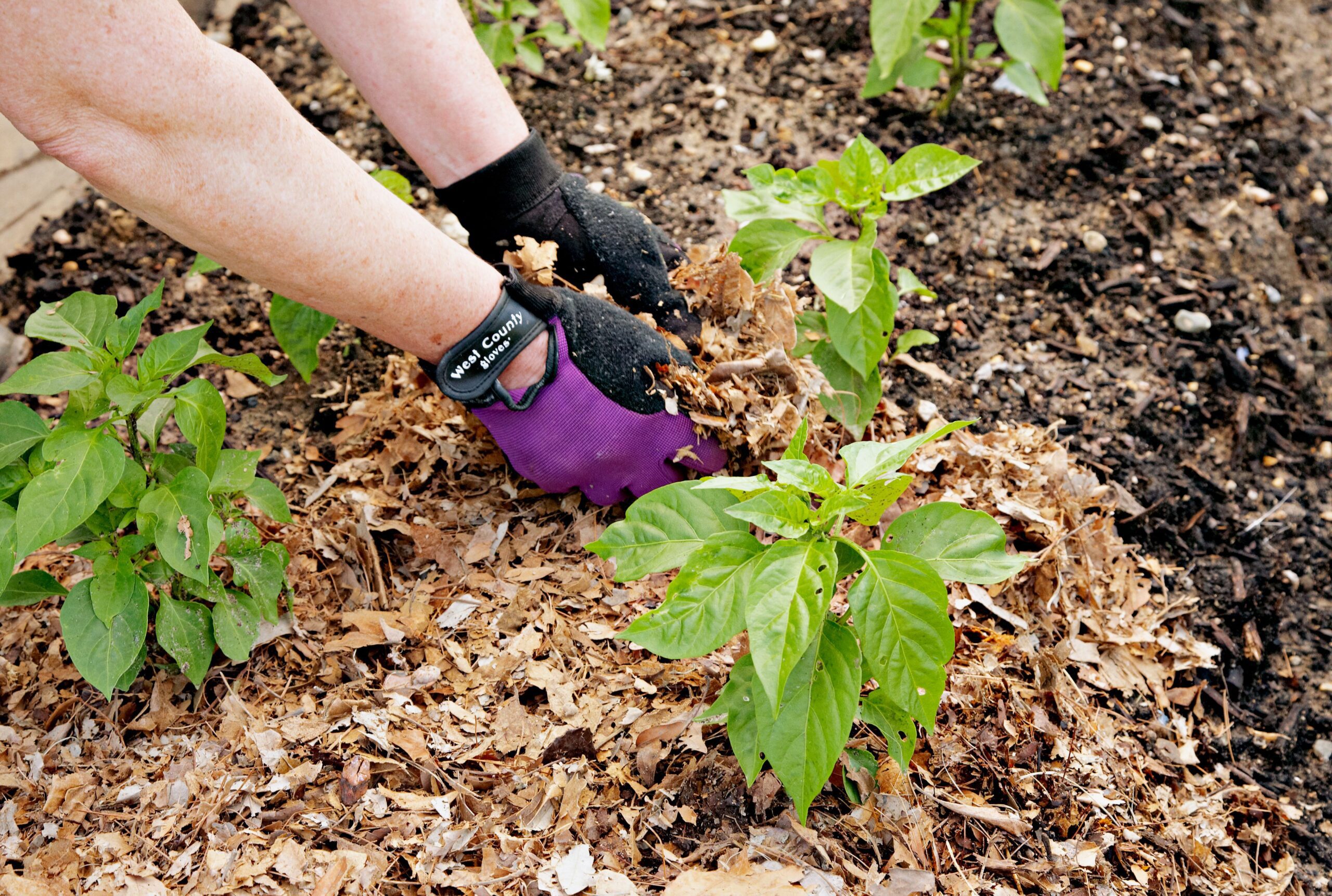 What Kind of Mulch is Best for a Garden