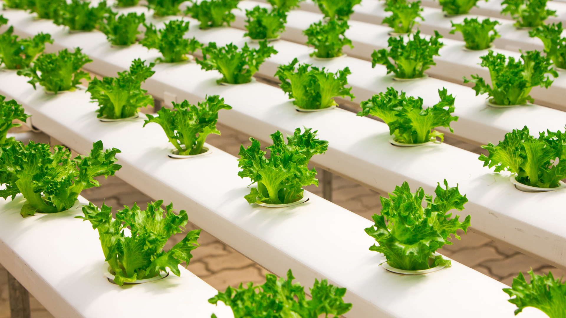 What Nutrients Do Hydroponic Plants Need: Essential Guide