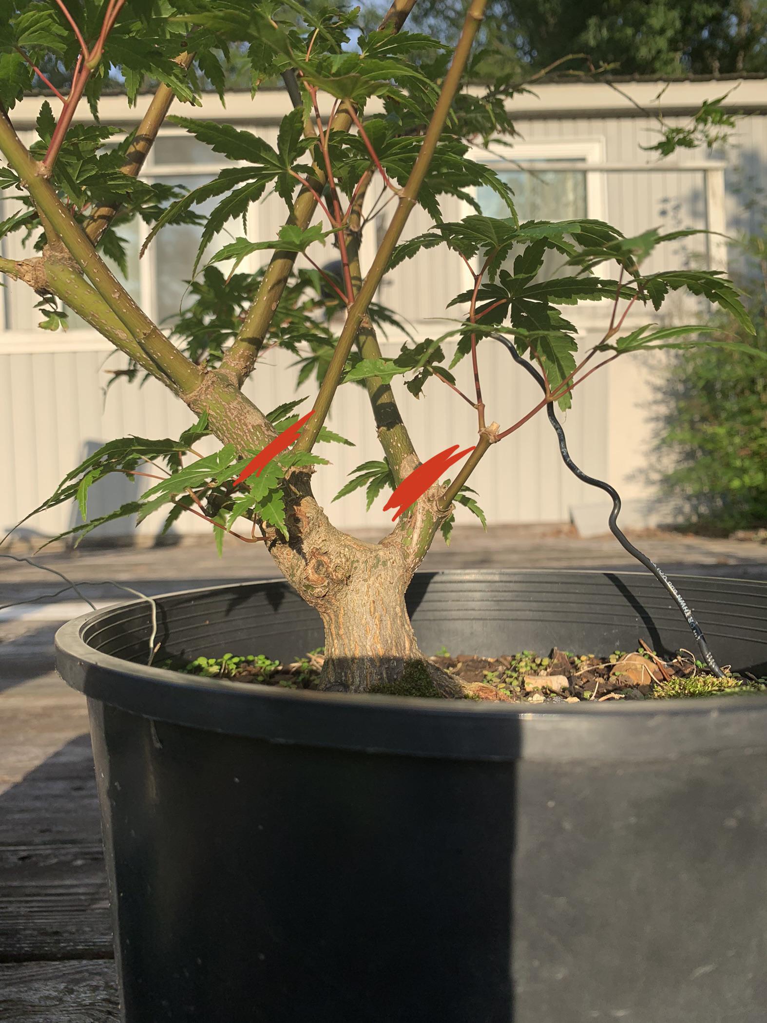 When is the Best Time to Plant Bonsai Tree