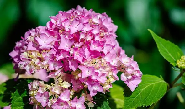 When is the Best Time to Plant Hydrangeas: Expert Tips Revealed