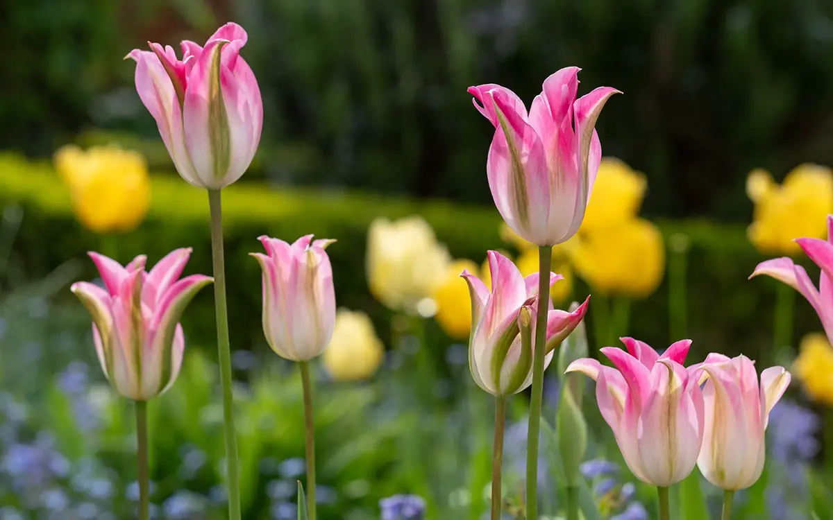 When is the Best Time to Plant Tulips: Expert Tips for Success