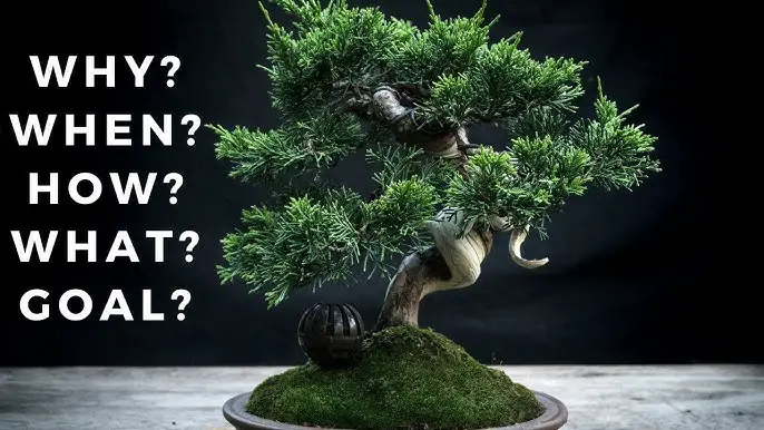 When is the Best Time to Wire a Bonsai: Expert Tips Revealed