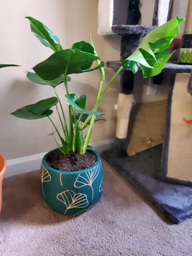 Will a Plant Die If the Pot is Too Small