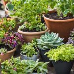 Best Tips for Container Gardening: Thrive with These Expert Hacks