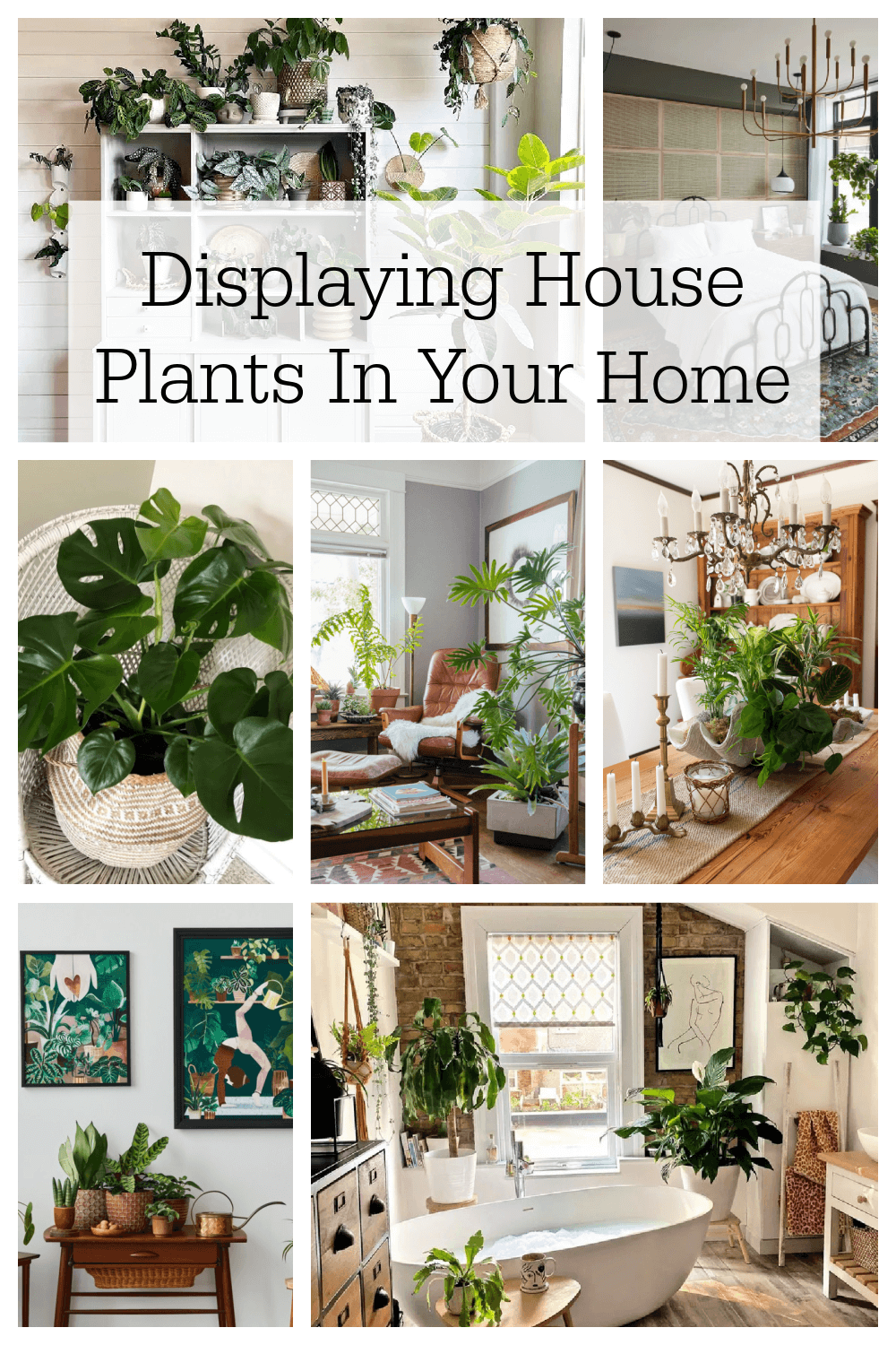 Best Way to Display House Plants: Creative Ideas and Tips