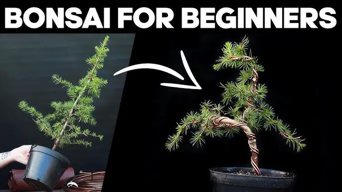 Best Way to Make Bonsai: Expert Tips for Stunning Mini Trees