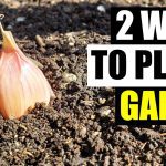 Best Way to Plant Garlic: Expert Tips for a Bountiful Harvest