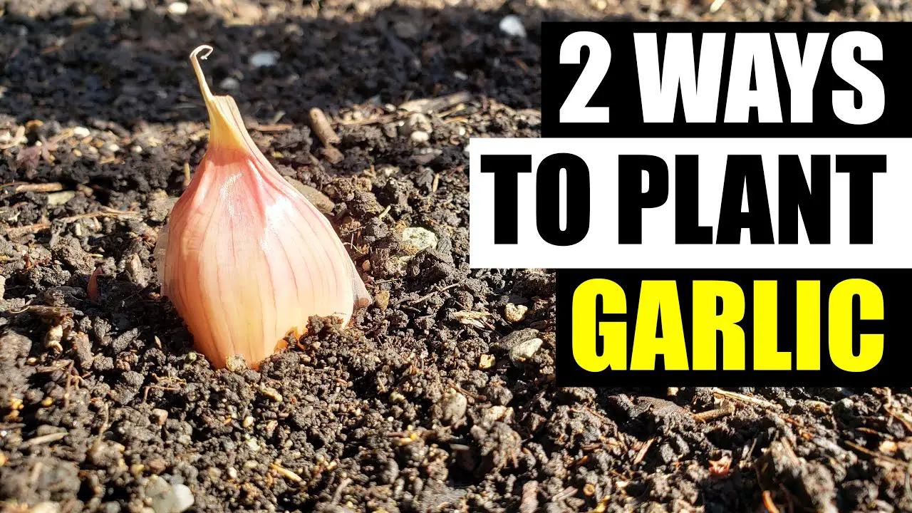 Best Way to Plant Garlic: Expert Tips for a Bountiful Harvest