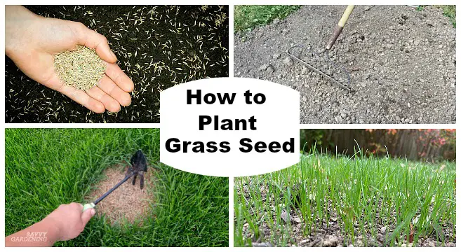 Best Way to Plant Grass Seed: Achieve a Lush Lawn Fast