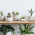 Best Way to Plant Indoor Plants: Expert Tips and Tricks