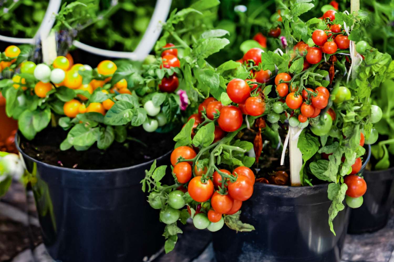 Best Way to Plant Potted Tomatoes: Expert Tips for Success