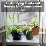 Air-Purifying Plants and Flowers for Cleaner Indoor Air
