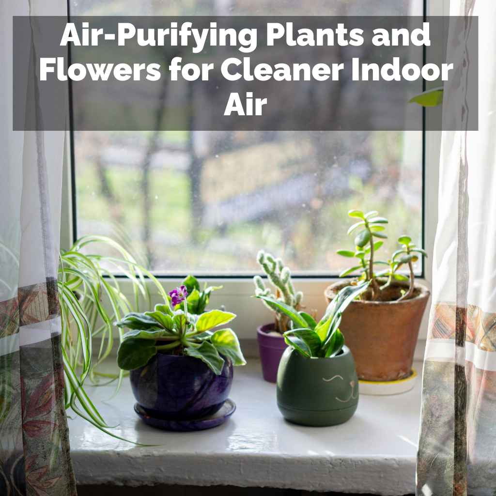 Air-Purifying Plants and Flowers for Cleaner Indoor Air