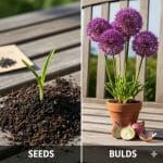 Allium Seeds vs Bulbs