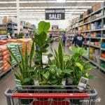 Cheapest Place to Buy Indoor Plants Near You