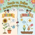 Comparing Seeds and Bulbs KS1