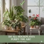 Do All Houseplants Purify the Air