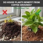 Do House Plants Benefit From Coffee Grounds Proven Best Tips