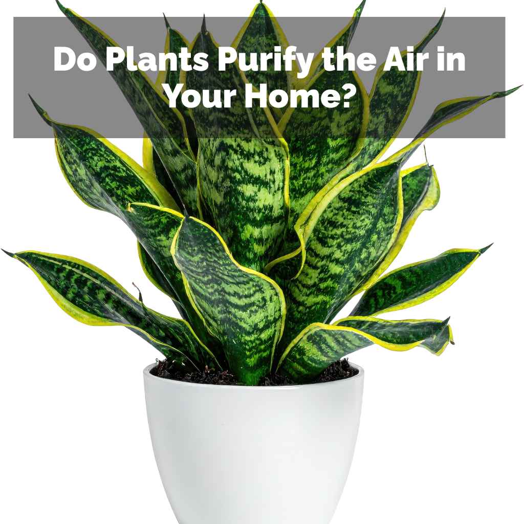 Do Plants Purify the Air in Your Home?