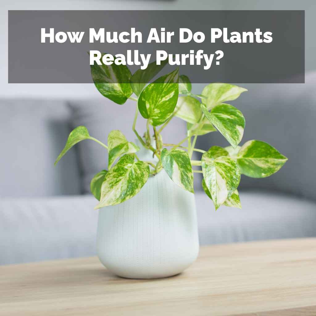 How Much Air Do Plants Really Purify?