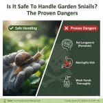 Is It Safe To Handle Garden Snails The Proven Dangers