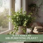 Is Ivy an Air-Purifying Plant
