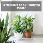 Is Monstera an Air-Purifying Plant?