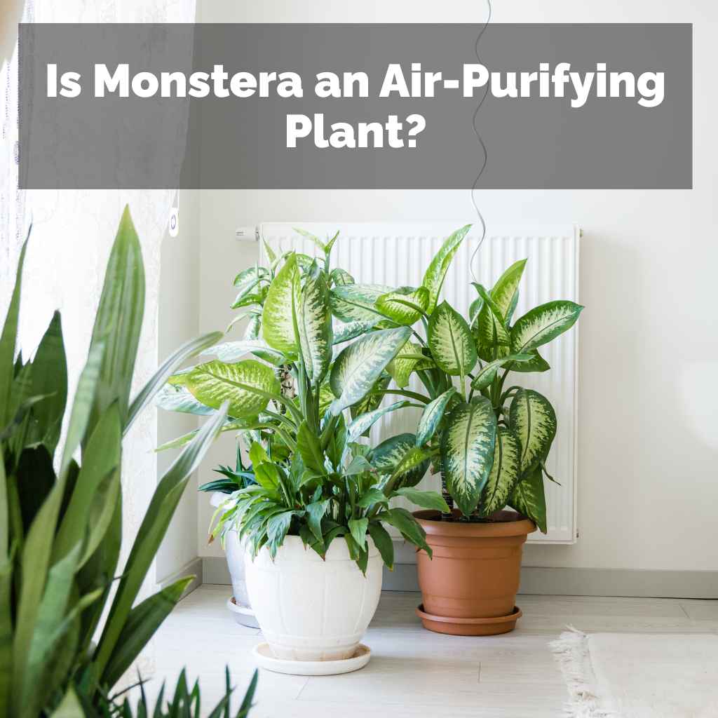 Is Monstera an Air-Purifying Plant?