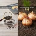 Saffron Seeds vs Bulbs