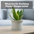 What Are Air-Purifying Plants
