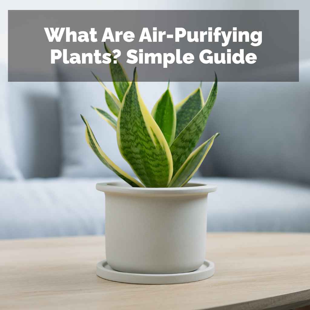 What Are Air-Purifying Plants