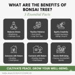 What Are The Benefits Of Bonsai Tree