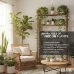 What Are the Advantages of Indoor Plants at Home