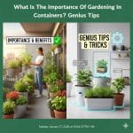What Is The Importance Of Gardening In Containers