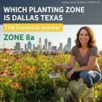Which Planting Zone Is Dallas Texas The Essential Answer