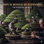 Why Is Bonsai So Expensive