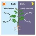 Bacteria That Performs Oxygenic Photosynthesis Like Plants
