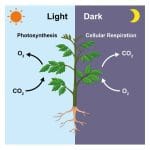 Bacteria That Performs Oxygenic Photosynthesis Like Plants