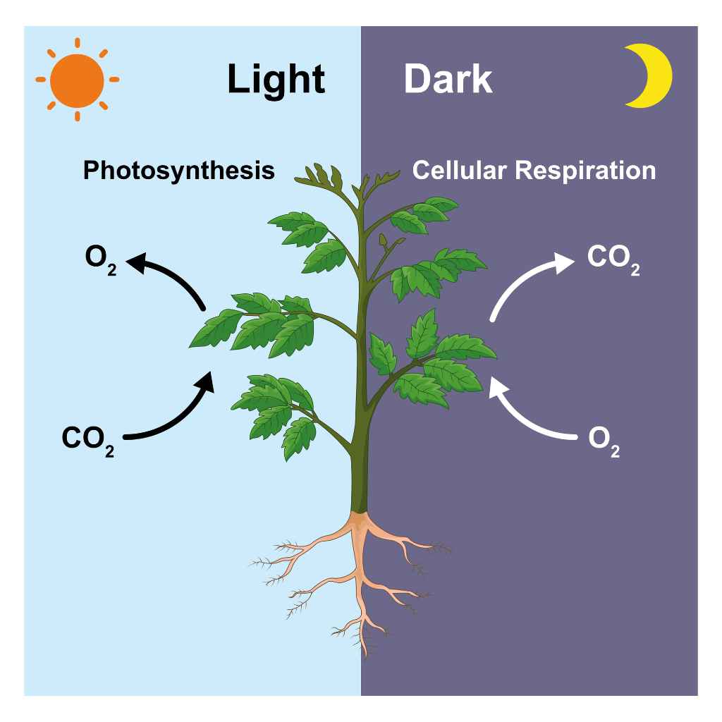 Bacteria That Performs Oxygenic Photosynthesis Like Plants