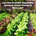 Can Hoa Prohibit Vegetable Gardens Under Florida'S New Law?