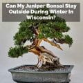 Can My Juniper Bonsai Stay Outside During Winter In Wisconsin?