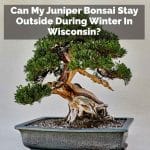 Can My Juniper Bonsai Stay Outside During Winter In Wisconsin?