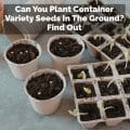 Can You Plant Container Variety Seeds In The Ground